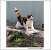 Galeria zdjęć: Dzień kota .. Link otwiera powiększoną wersję zdjęcia.